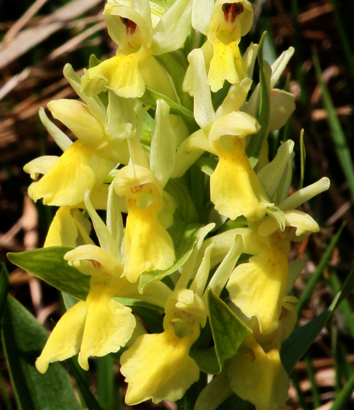 Orchis mascula e D. sambucina